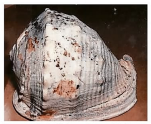 The conch shell at the center of the DNA testing, source: Bristol County District Attorney’s Office/The Standard-Times